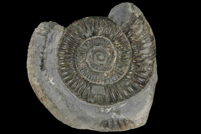 Dactylioceras Ammonite Fossil - England #100461